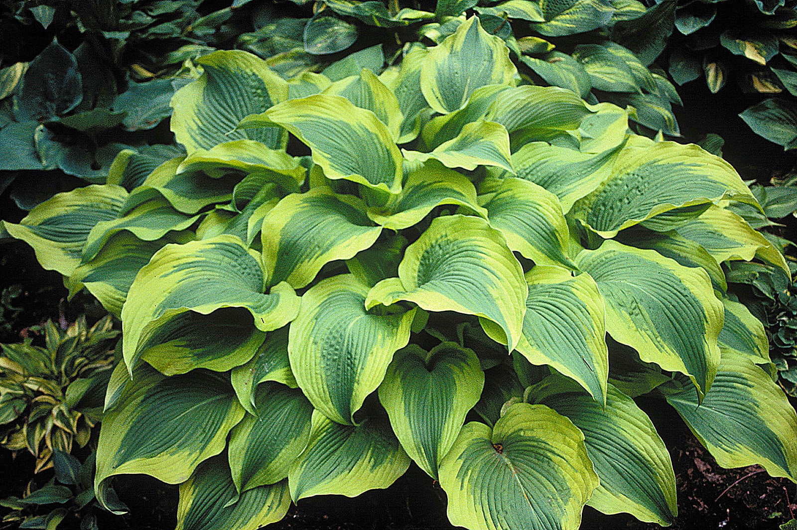 Hosta Bulbs, Cold And Shade TolerantGround Cover Plants, Potted Plants