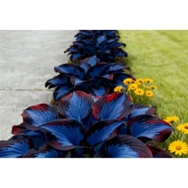 Hosta-Bulbs - For Planting - Garden Elegance Decoration - Premium Garden Stakes Perfect for Borders