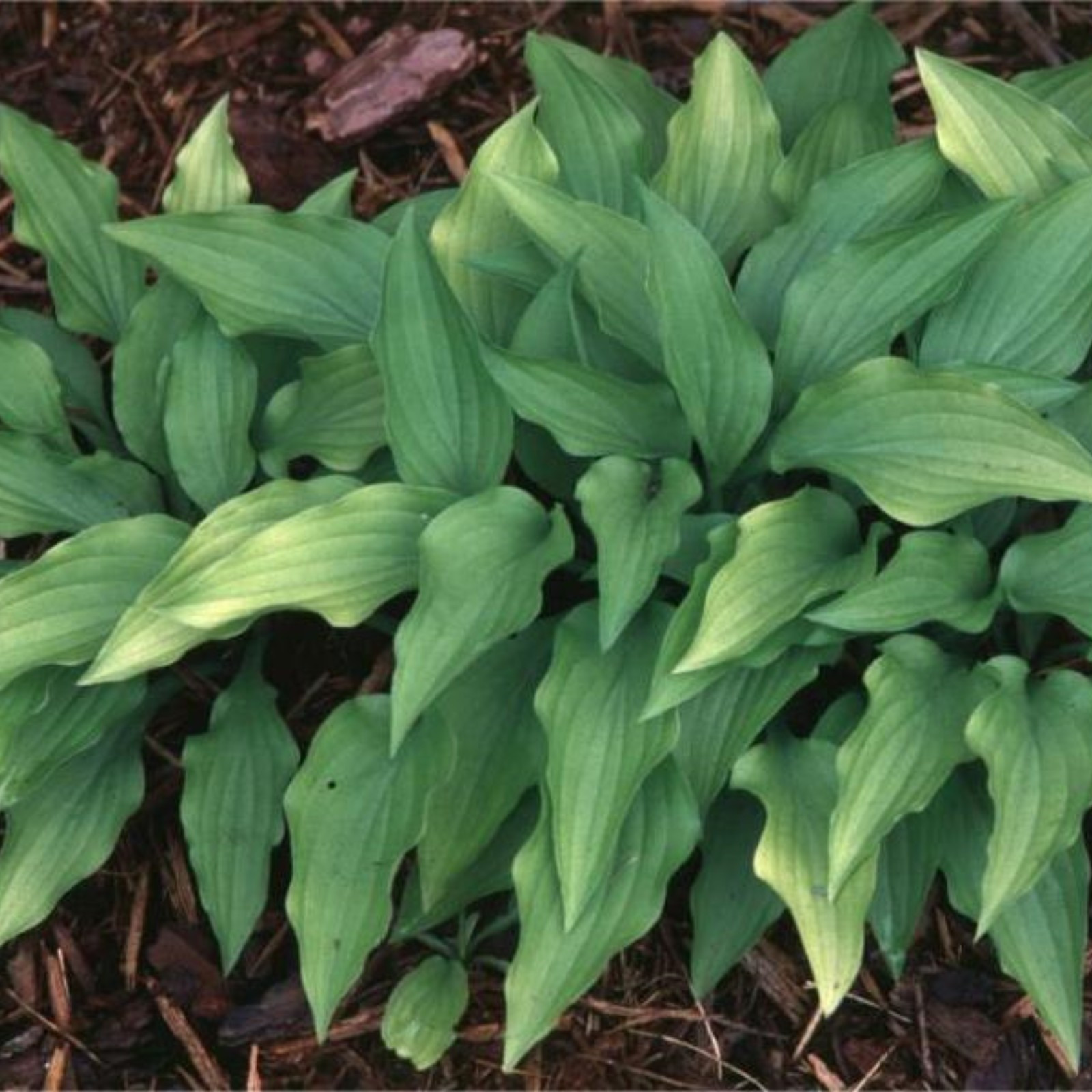 Hosta Bulbs For Planting,Hosta Plants Bulbs Perennial,Hosta Plants