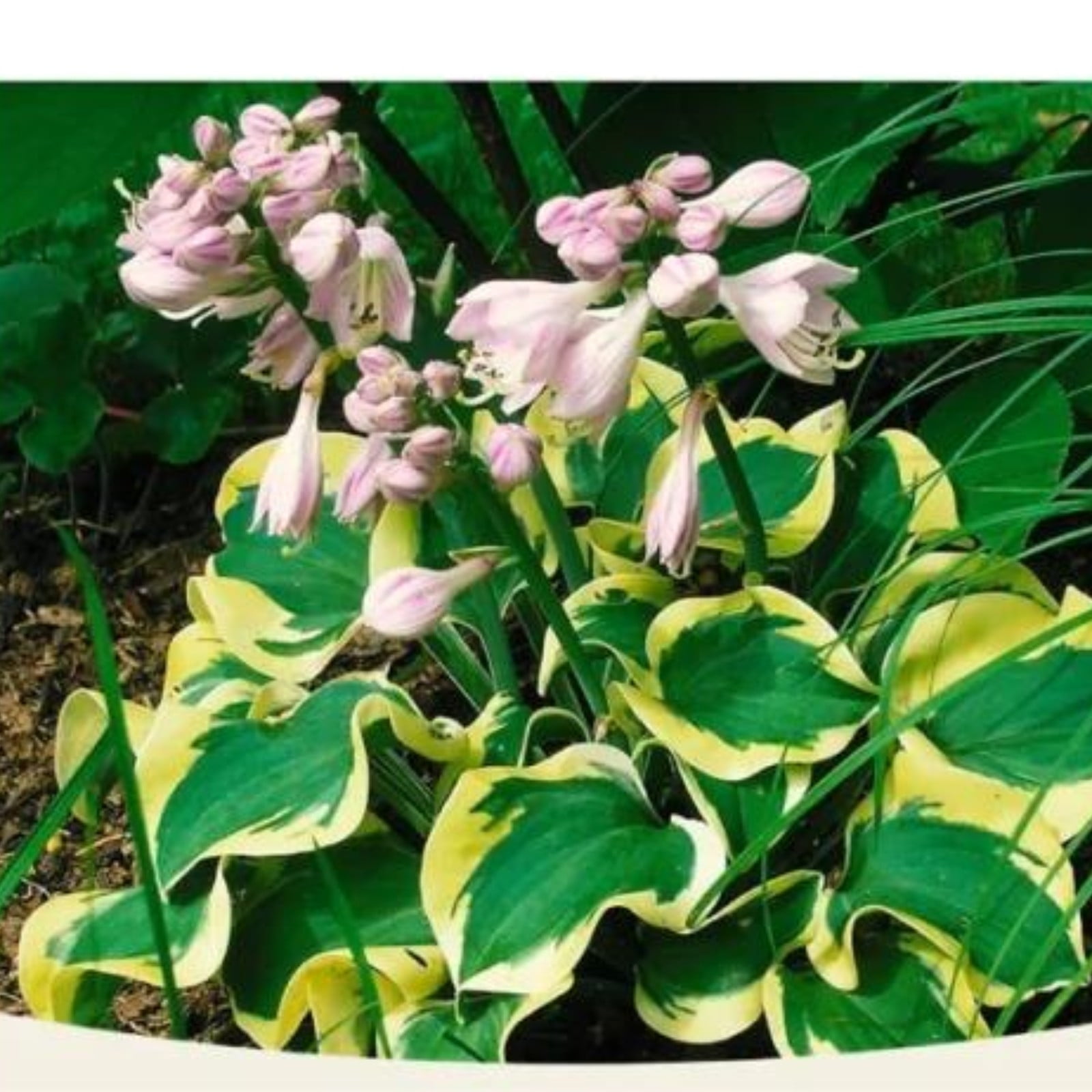 Hosta Bulbs For Planting,Hosta Plants Bulbs Perennial,Hosta Plants