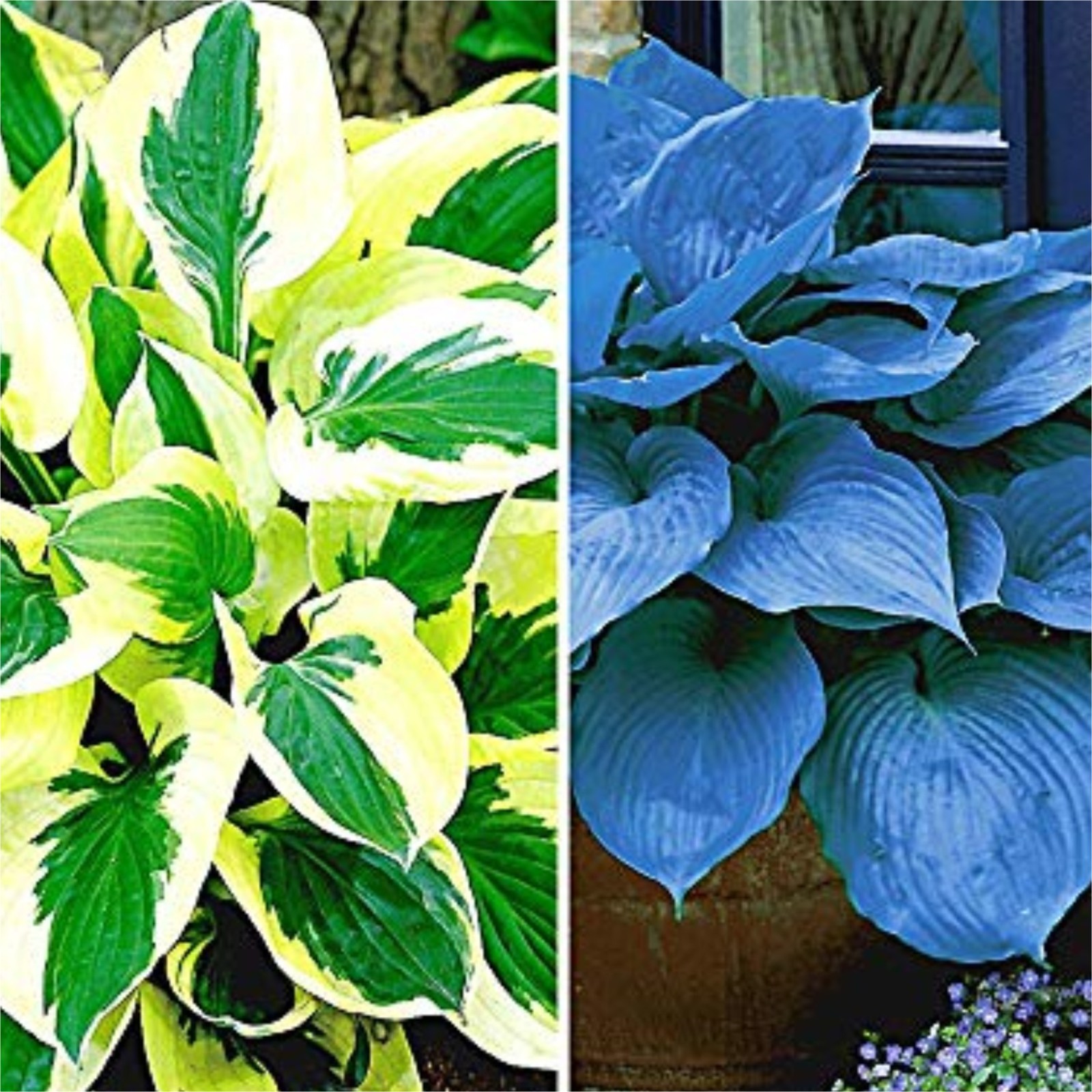 Hosta Bulbs For Planting Perennial,Beautify Environment,Hosta Plants