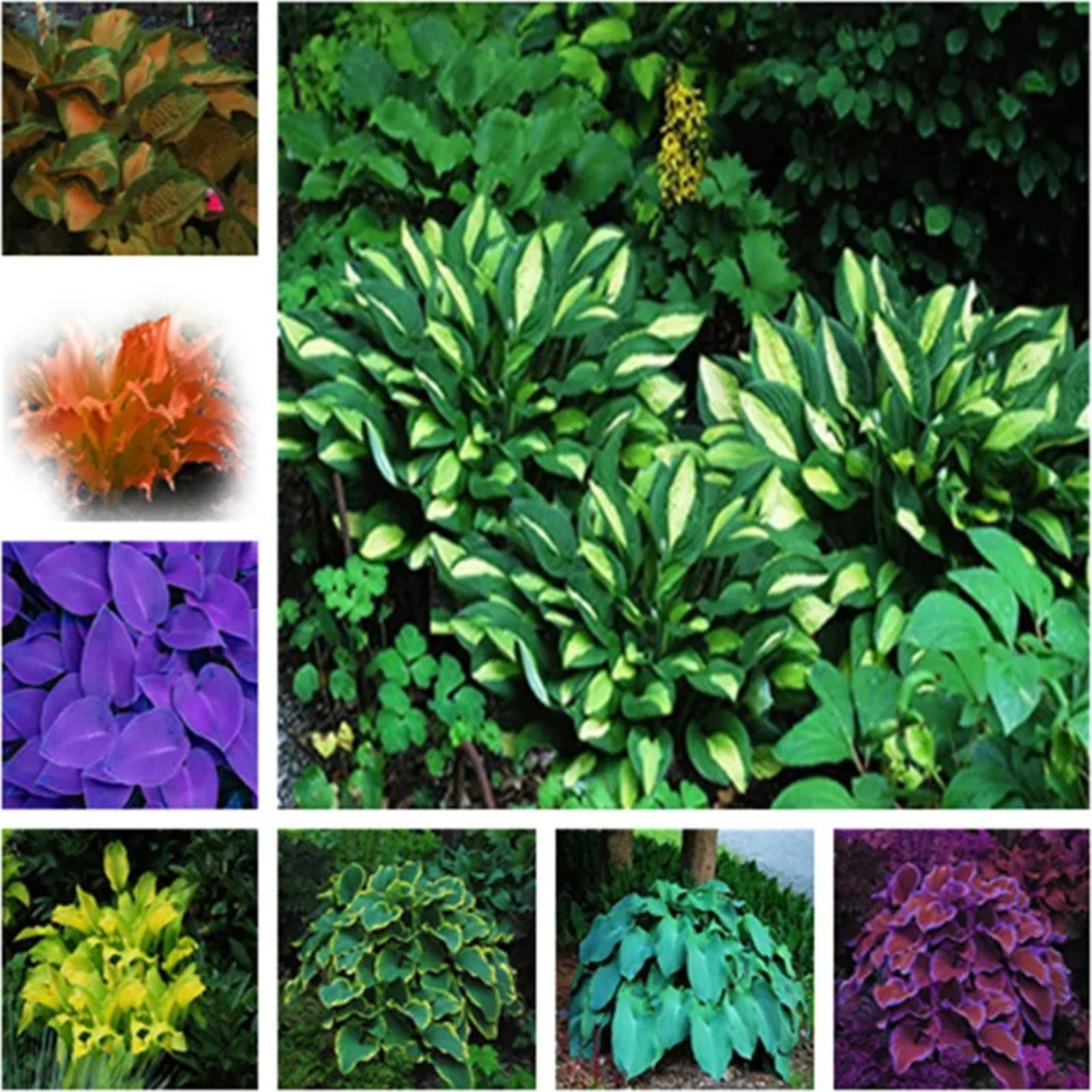 Hosta Bulbs For Planting Perennial,Beautify Environment,Hosta Plants