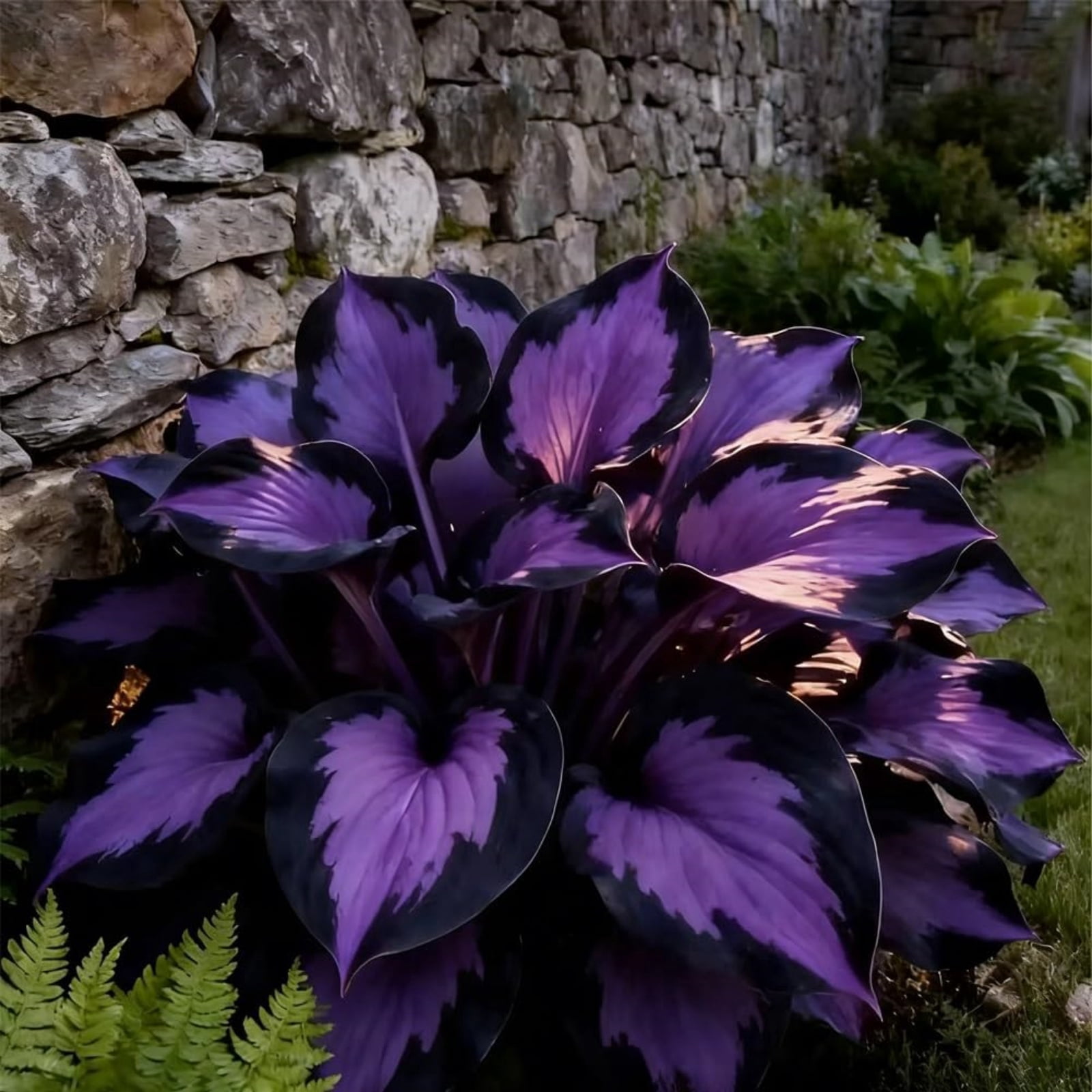 Hosta Bulbs For Planting-Perennial-Herbs-Ornamental-Experience ...