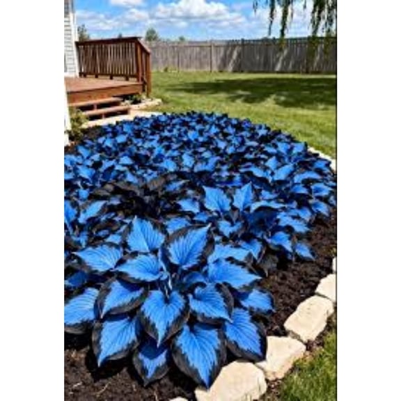 Hosta Bulbs For Planting-Perennial-Herbs-Ornamental-Experience-Attractive-Garden-Home-Decoration-Hard-Resistant-Seedless-Non-Artificial