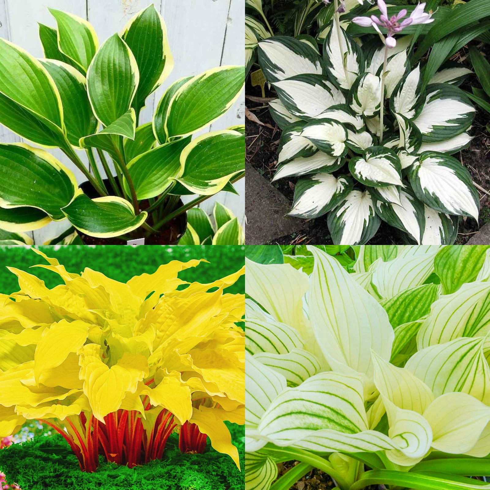 Hosta Bulbs For Planting Perennial,Hosta Plants Bulbs,Beautify