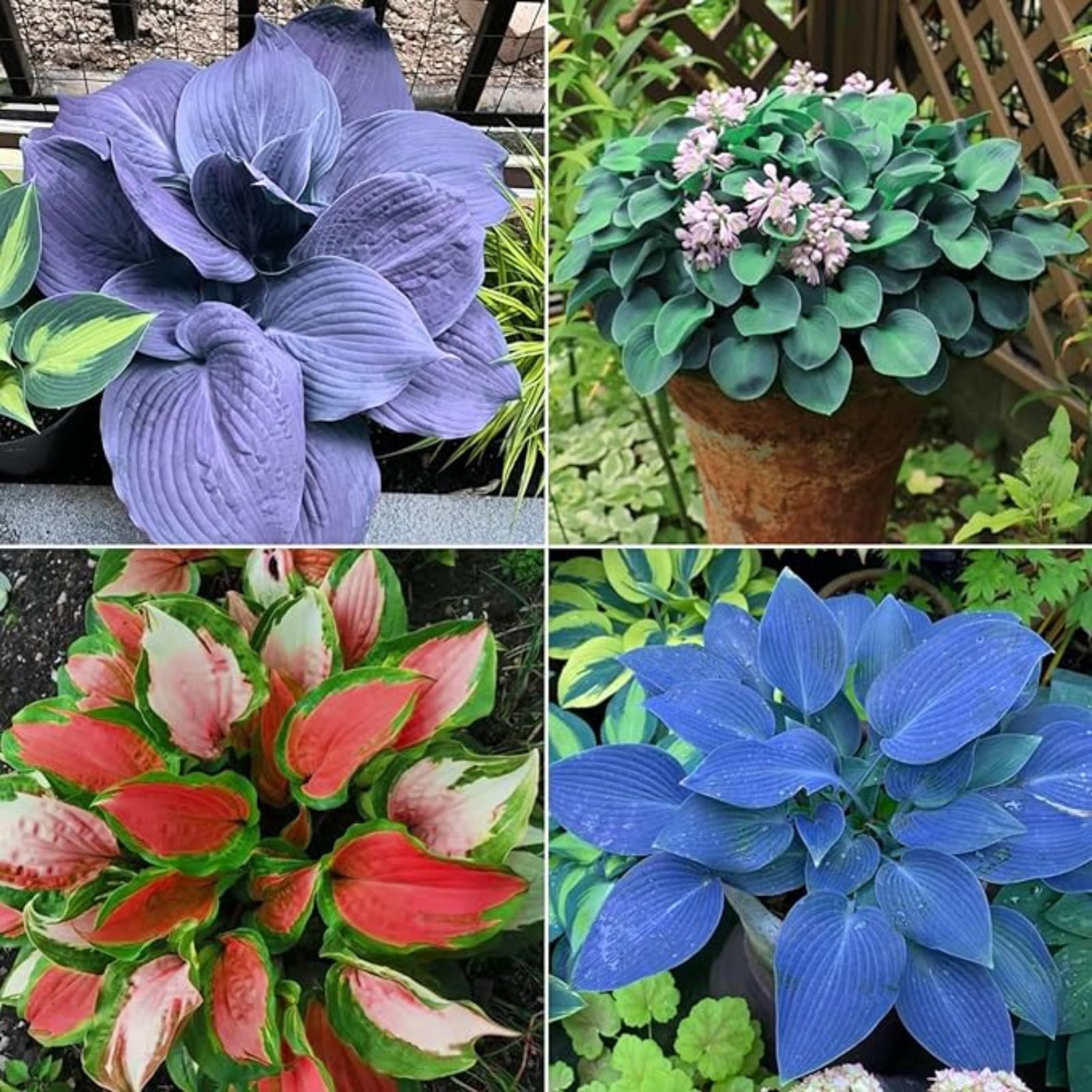 Hosta Bulbs For Planting Perennial,Hosta Plants Bulbs,Beautify