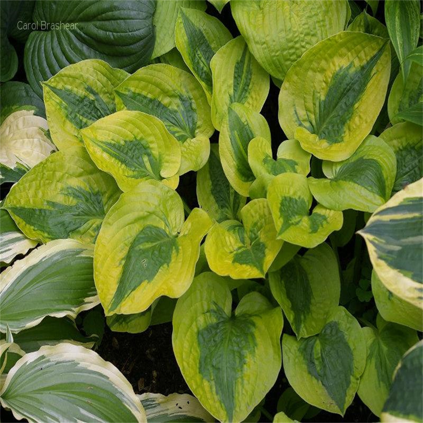 Hosta Bulbs, Garden Courtyard Decoration, As Indoor Potted Plants. Grow