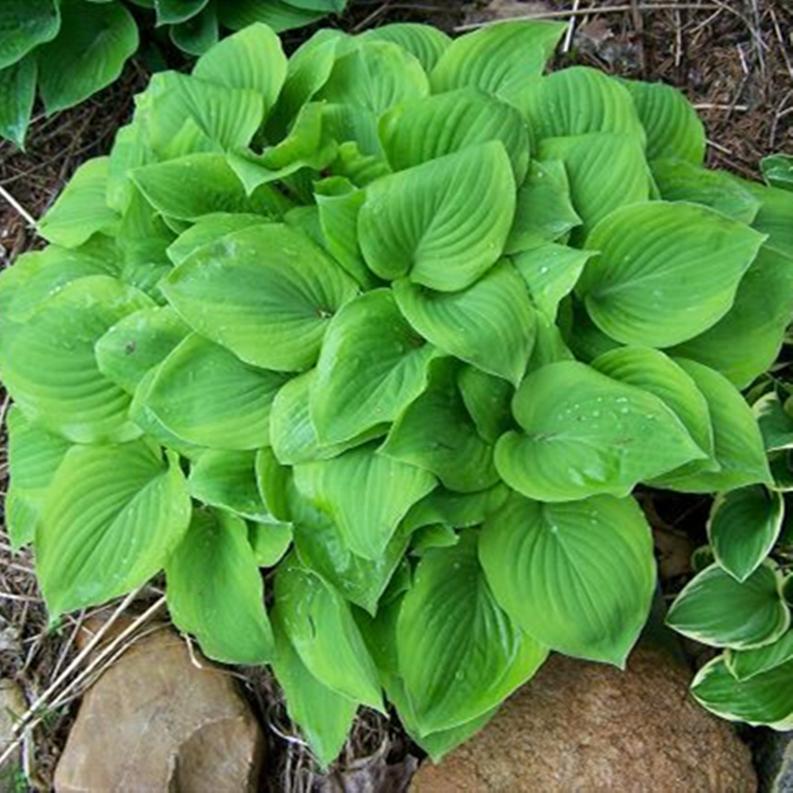 Hosta Bulbs, Garden Courtyard Decoration, Grow Easily, Hosta Plants