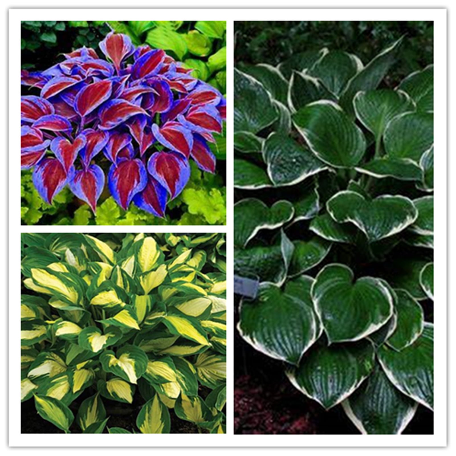 Hosta Bulbs, Garden Courtyard Decoration, Grow Easily,The Flowers Are
