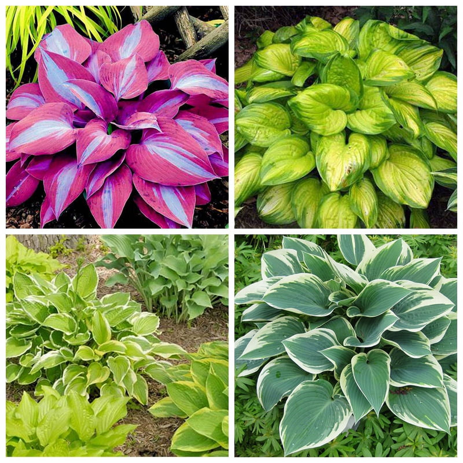 Hosta Bulbs, Garden Courtyard Decoration, Grow Easily,The Flowers Are