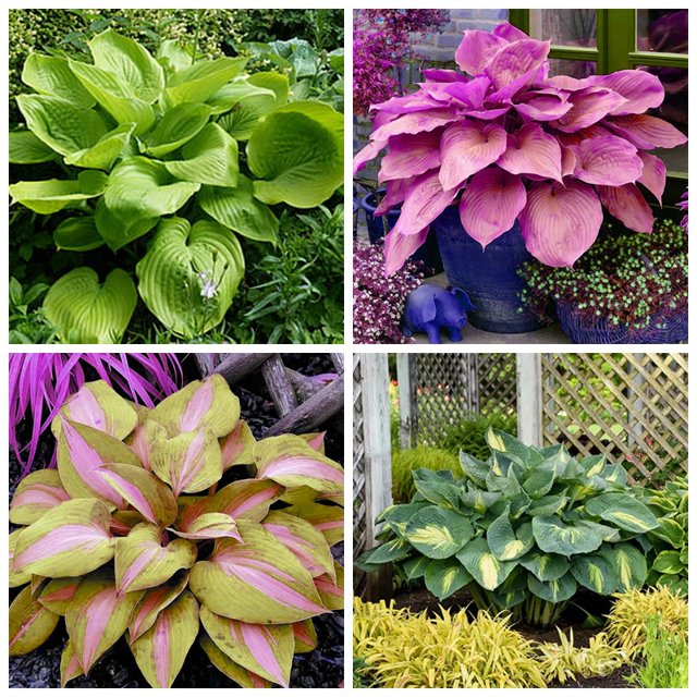 Hosta Bulbs, Ground Cover Plants,Cold And Shade Tolerant, Potted Plants