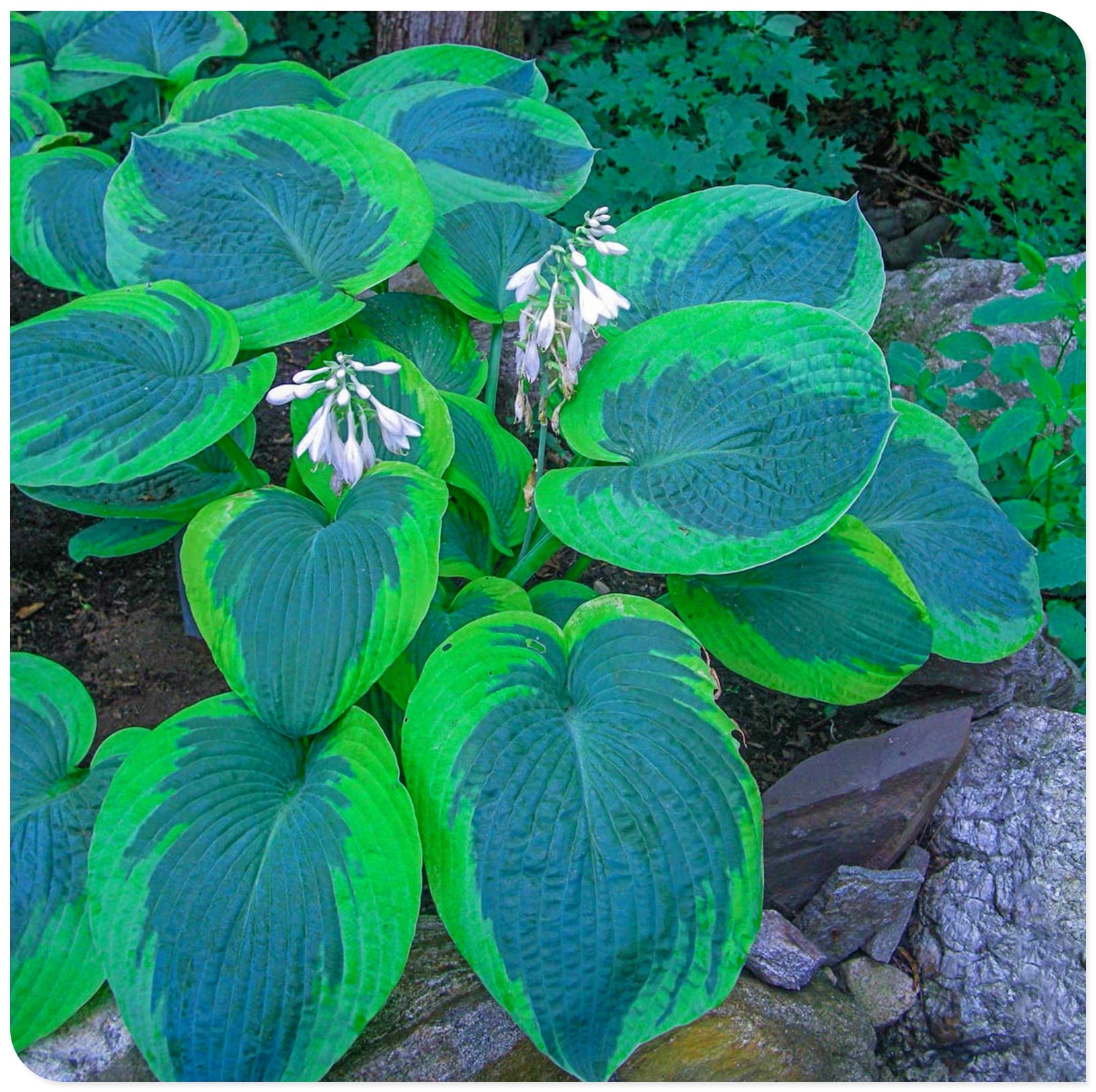 Hosta Bulbs, Ground Cover Plants, Perennial Plants, Potted Plants