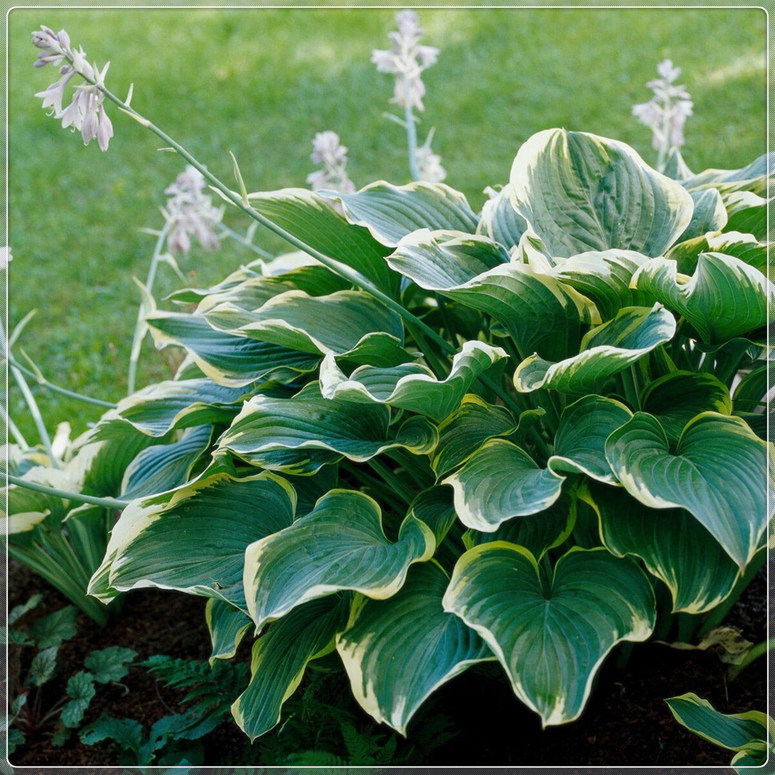 Hosta Bulbs, Ground Cover Plants, Potted Plants, Four Seasons, Cold And