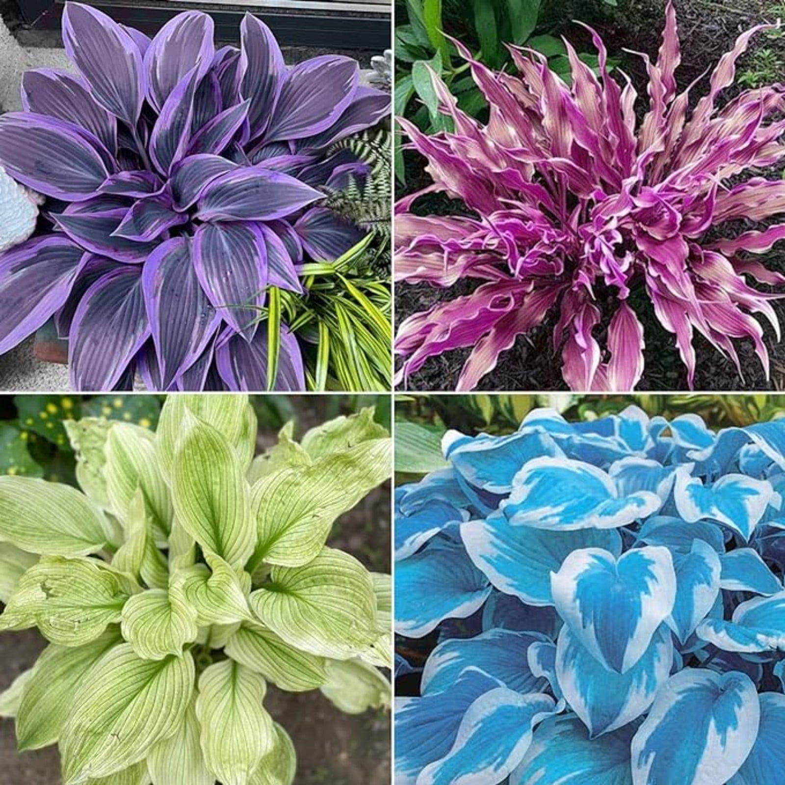 Hosta Bulbs,Hosta Plants Bulbs For Planting Perennial,Hosta Plants