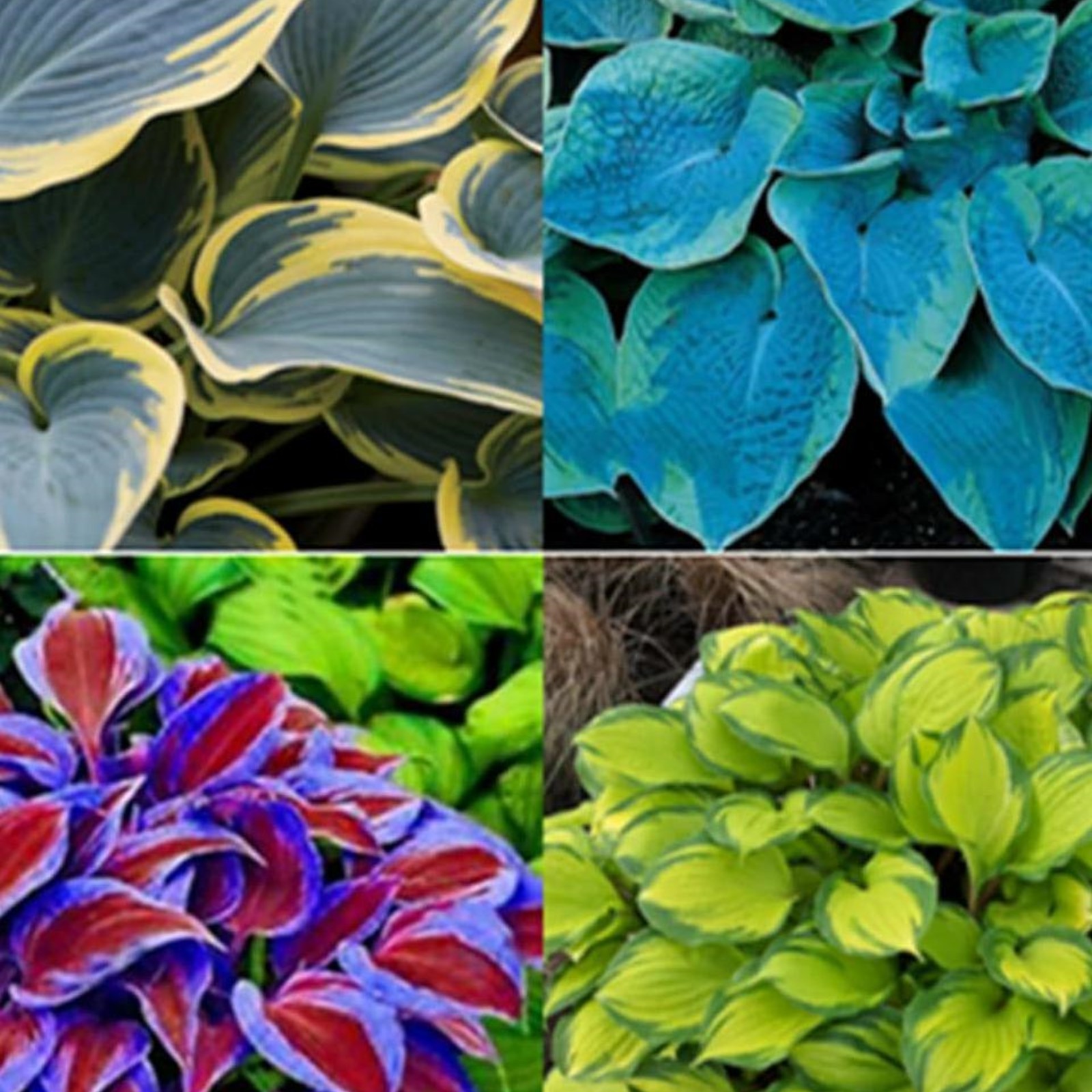 Hosta Bulbs,Hosta Plants Bulbs For Planting Perennial,Hosta Plants