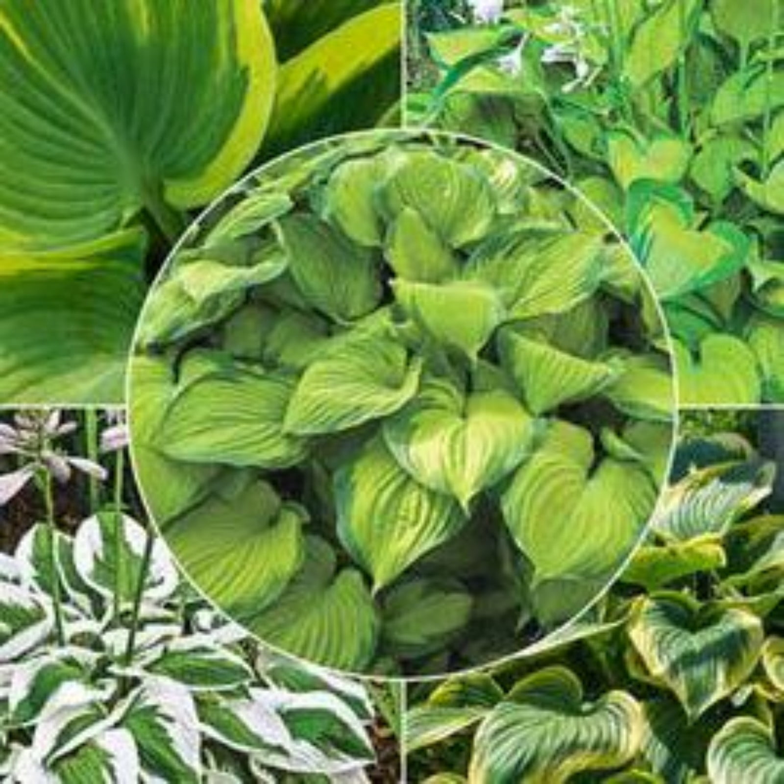 Hosta Bulbs,Hosta Plants Bulbs For Planting Perennial,Hosta Plants