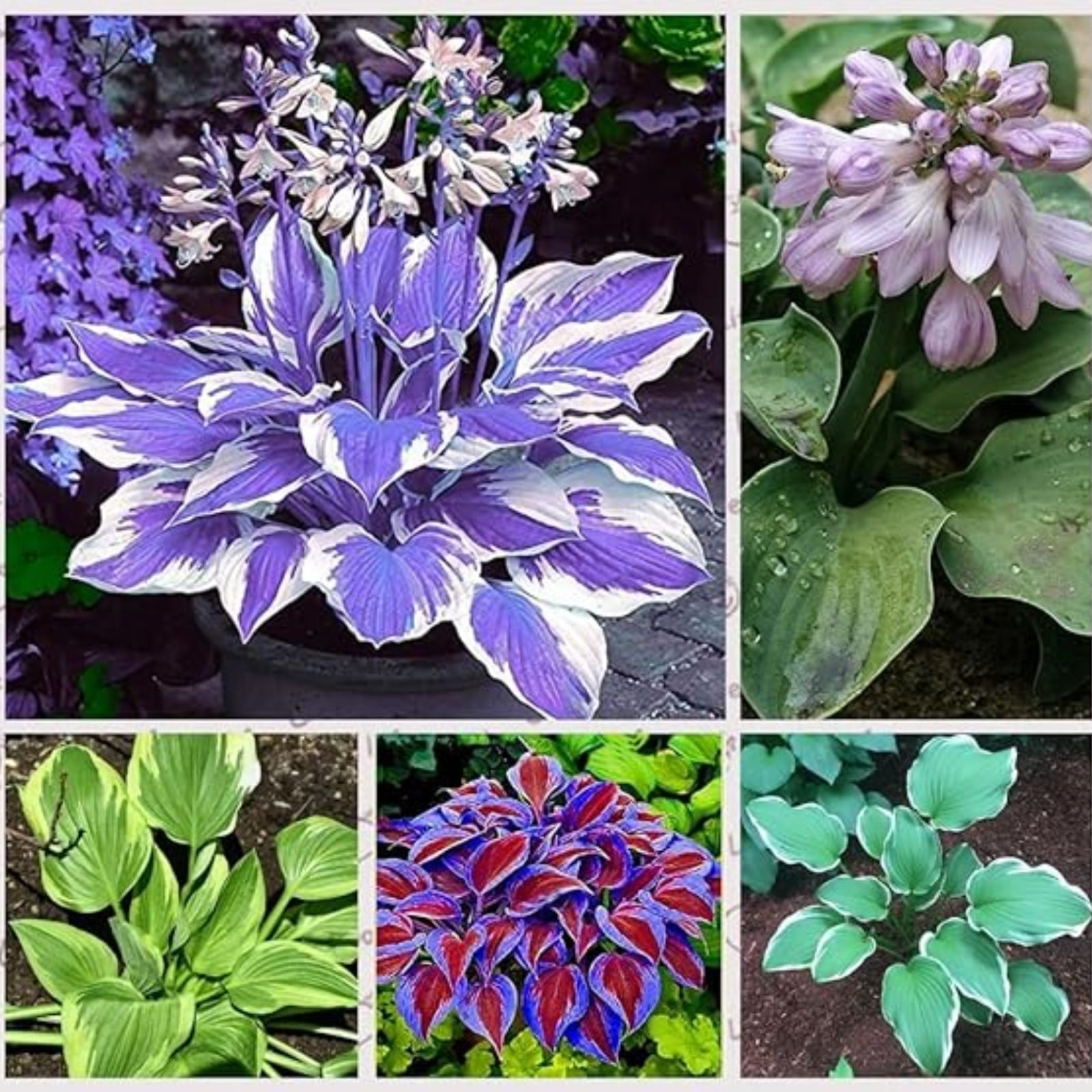 Hosta Bulbs,Hosta Plants Bulbs For Planting Perennial,Hosta Plants