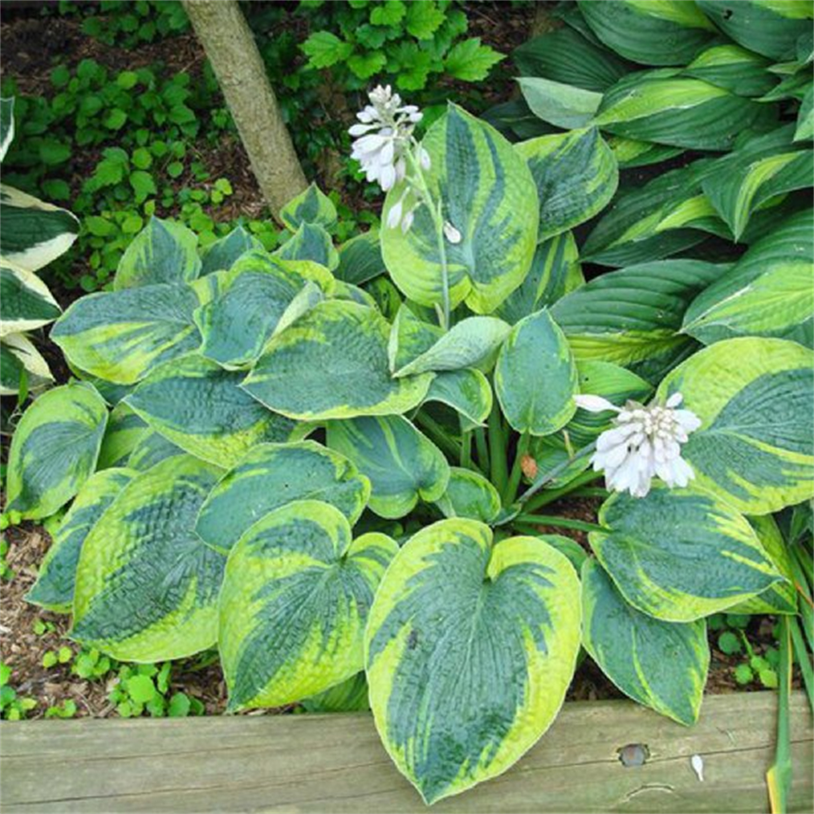 Hosta Bulbs, Hosta Plants, Cold And Drought Tolerant,Garden Courtyard