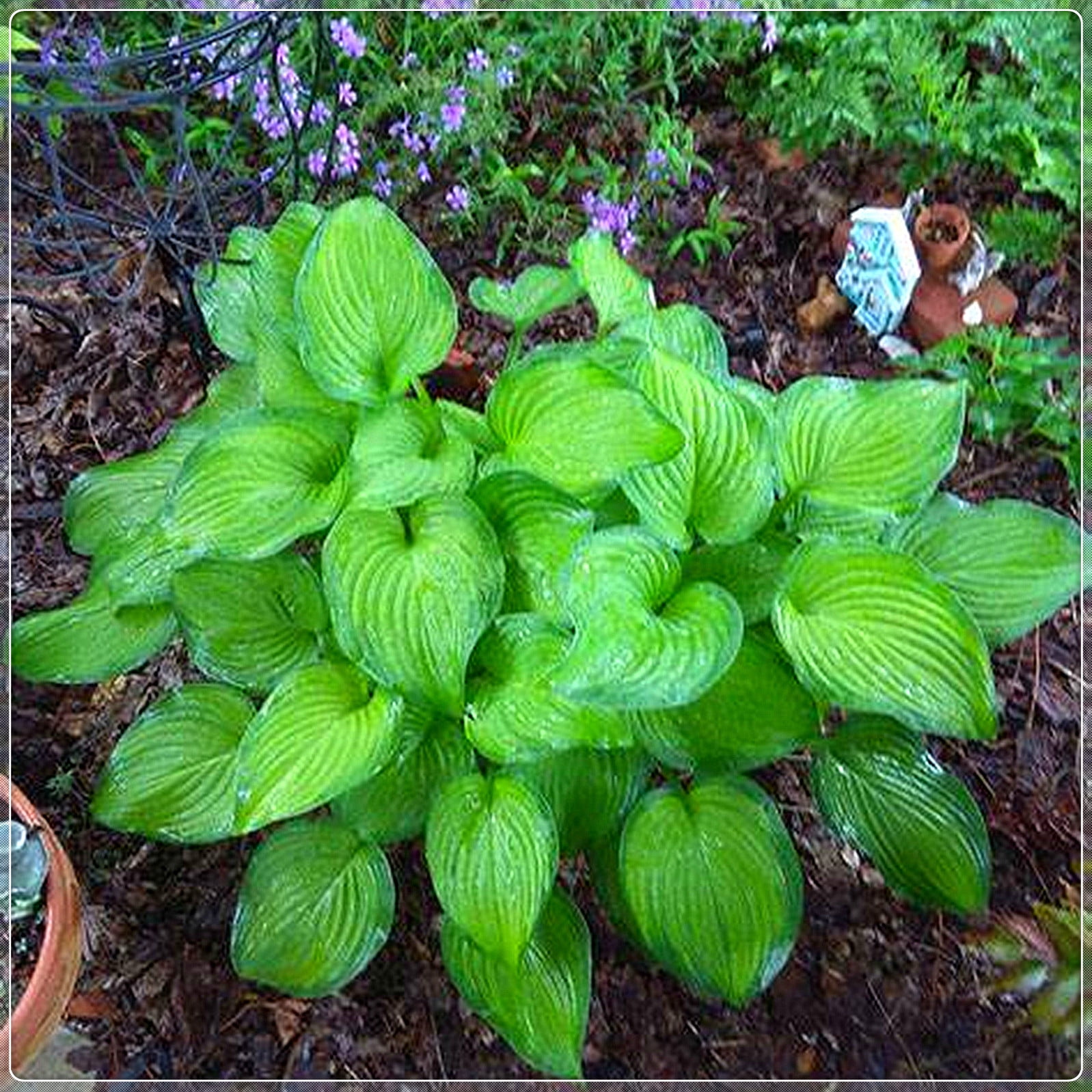 Hosta Bulbs, Rare Hosta, Cold And Shade Tolerant, Ground Cover,Potted