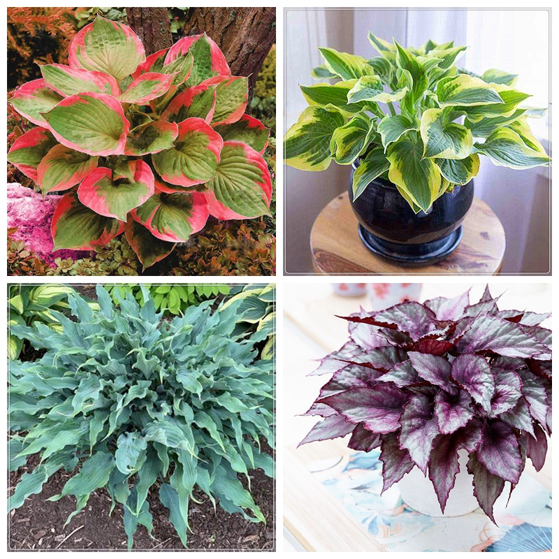 Hosta Bulbs, Rare Hosta, Cold And Shade Tolerant, Ground Cover,Potted