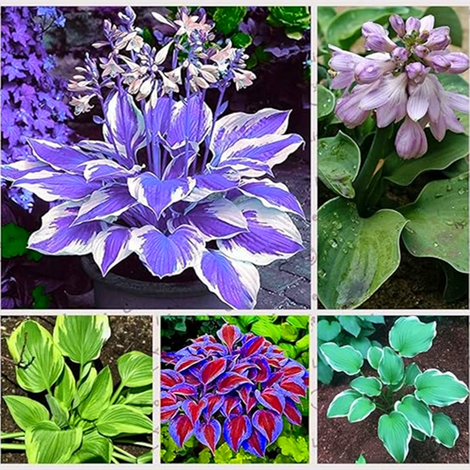 Hosta Bulbs, Rare Hosta, Cold And Shade Tolerant, Ground Cover, Potted