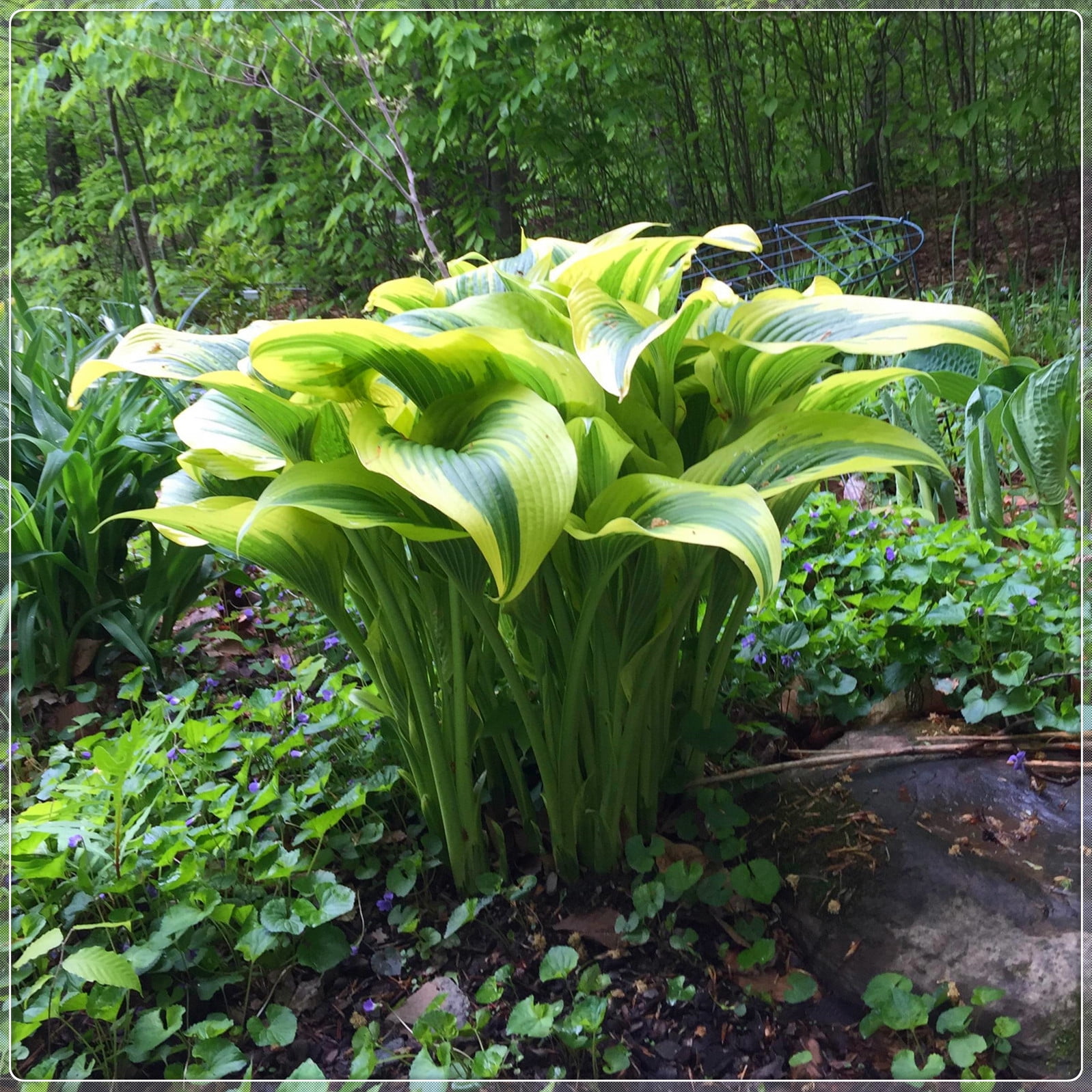 Hosta Bulbs, Rare Hosta, Cold And Shade Tolerant, Ground Cover,Potted