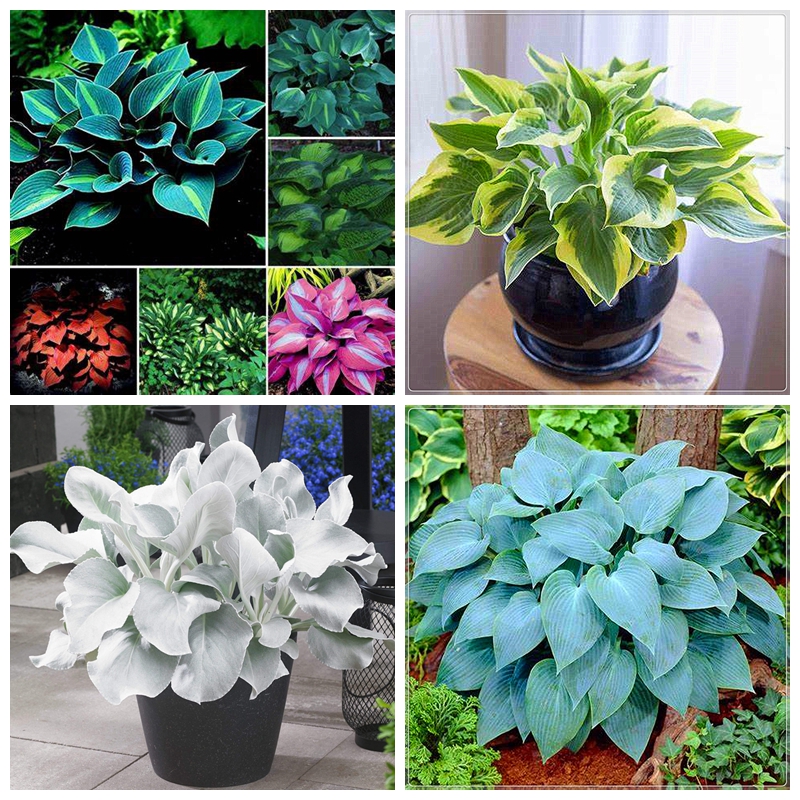 Hosta Bulbs, Rare Hosta, Cold And Shade Tolerant, Perennial Plants