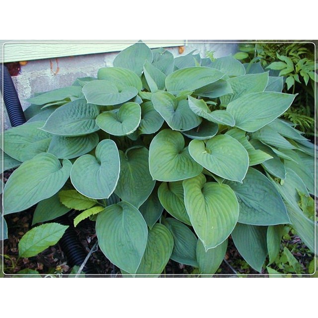 Hosta Bulbs, Rare Hosta, Cold And Shade Tolerant, Perennial Plants