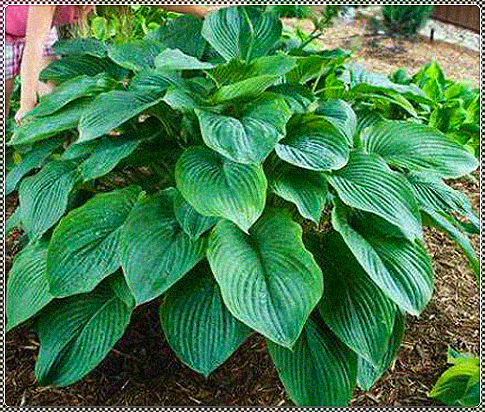 Hosta Bulbs, Rare Hosta, Cold And Shade Tolerant, Potted Plants