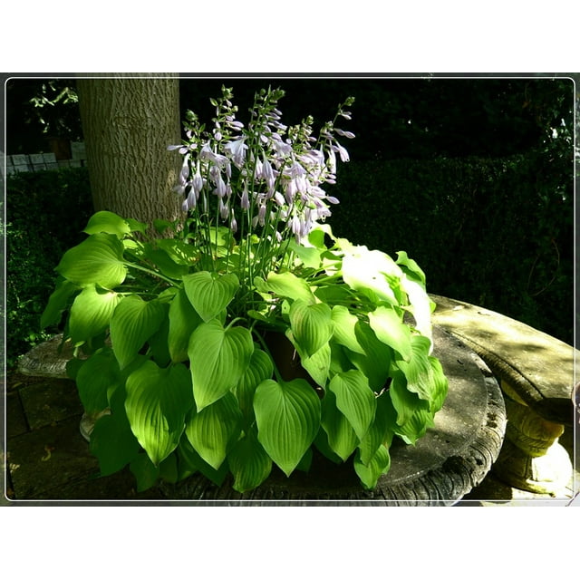Hosta Bulbs, Rare Hosta, Cold And Shade Tolerant, Potted Plants