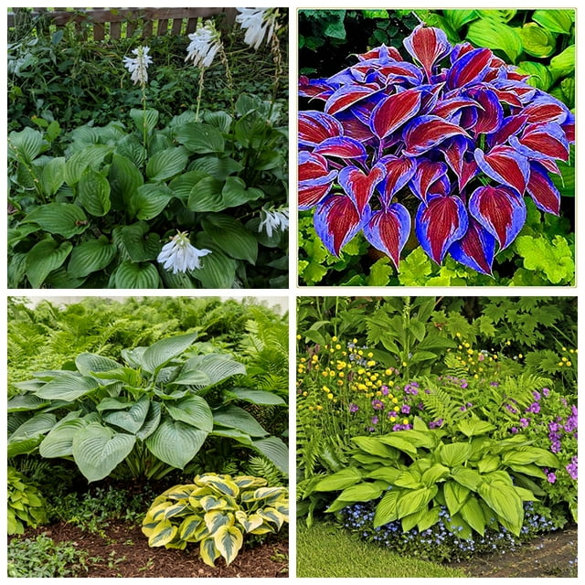 Hosta Bulbs, Rare Hosta, Cold And Shade Tolerant, Potted Plants