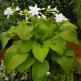 Hosta Bulbs, Rare Hosta, Ground Cover, Cold And Shade Tolerant, Potted