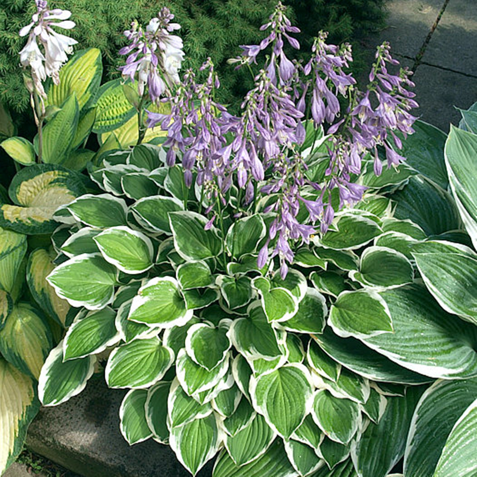 Hosta Bulbs, Rare Hosta, Ground Cover, Cold And Shade Tolerant, Potted