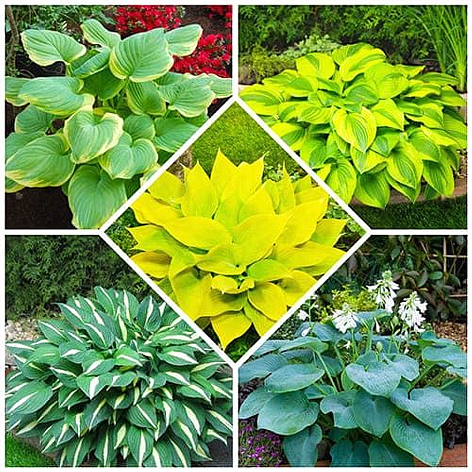 Hosta Bulbs, Rare Hosta, Ground Cover, Perennial Plants,Outdoor Plants