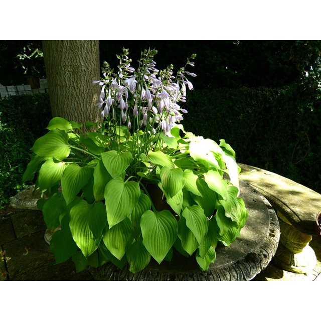 Hosta Bulbs, Rare Hosta, Ground Cover, Perennial Plants,Outdoor Plants