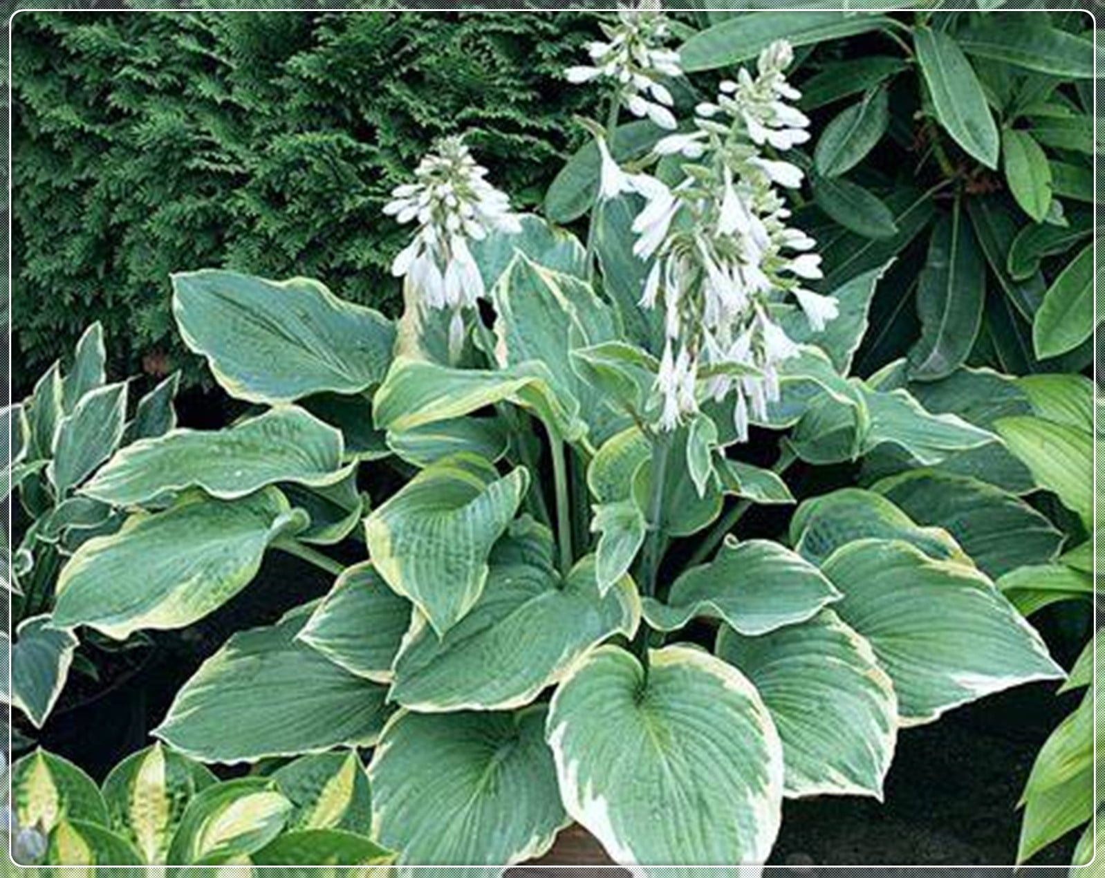 Hosta Bulbs, Rare Hosta, Ground Cover Plants, Potted Plants, Four ...