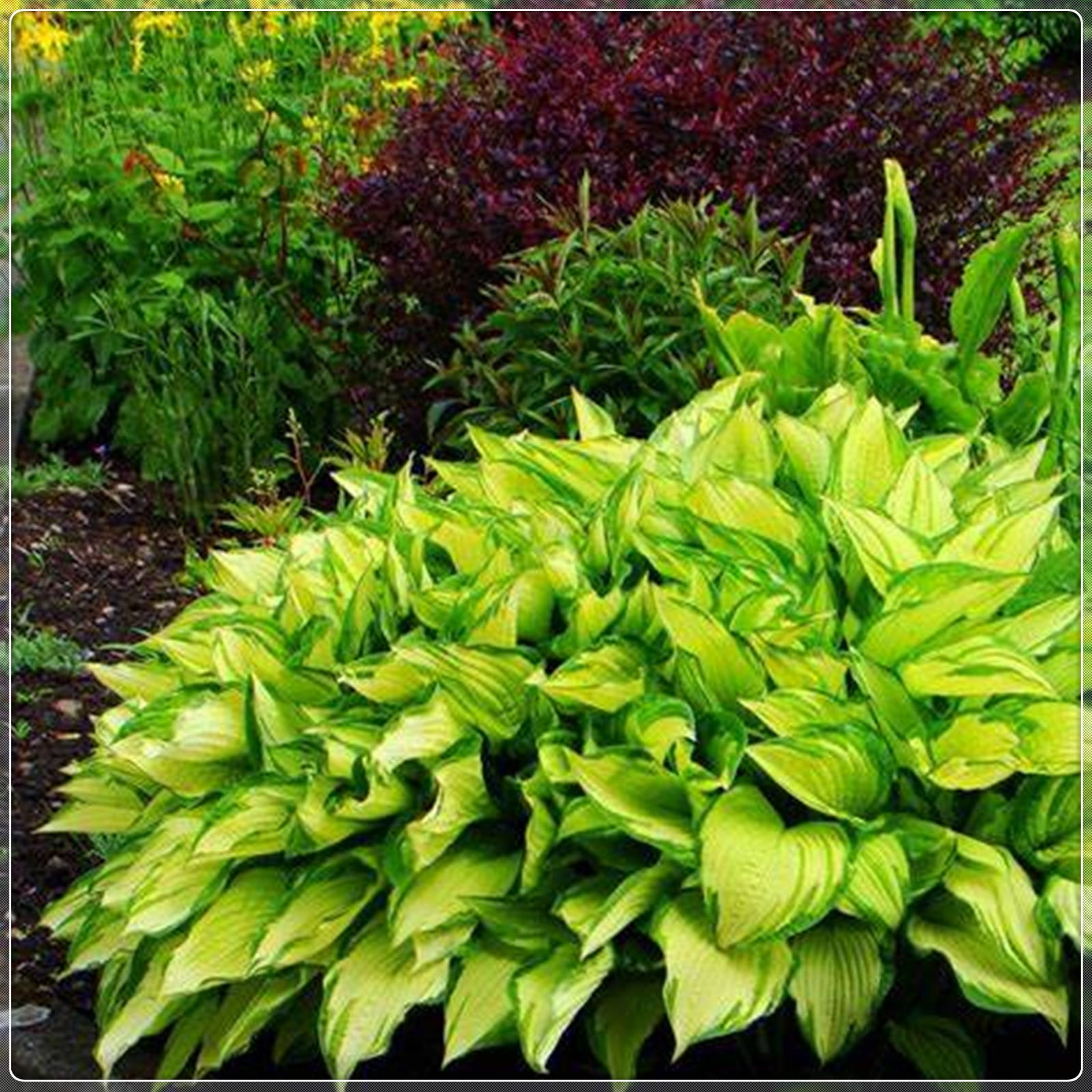 Hosta Bulbs, Rare Hosta, Ground Cover Plants, Potted Plants, Four