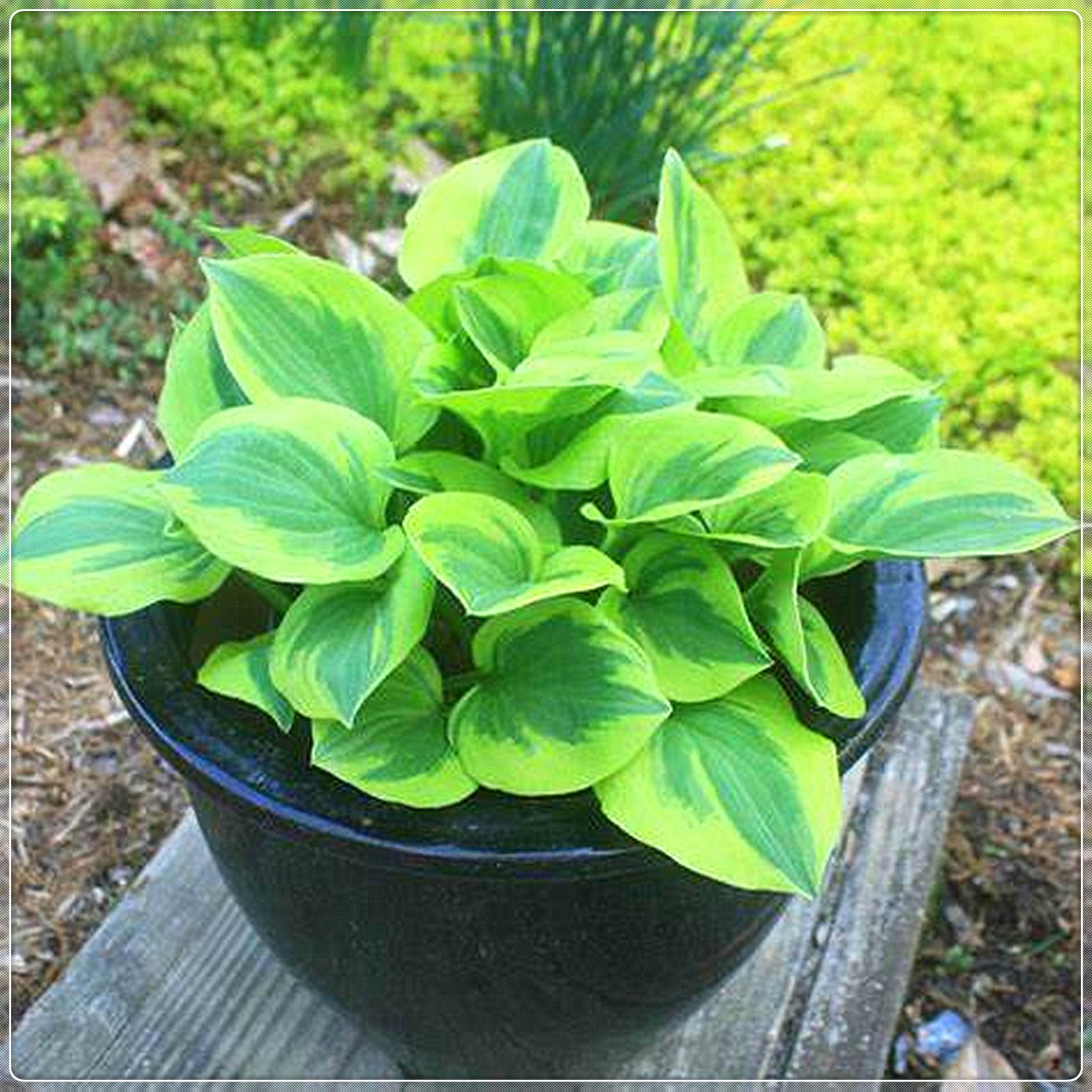 Hosta Bulbs, Rare Hosta, Ground Cover Plants, Potted Plants, Four