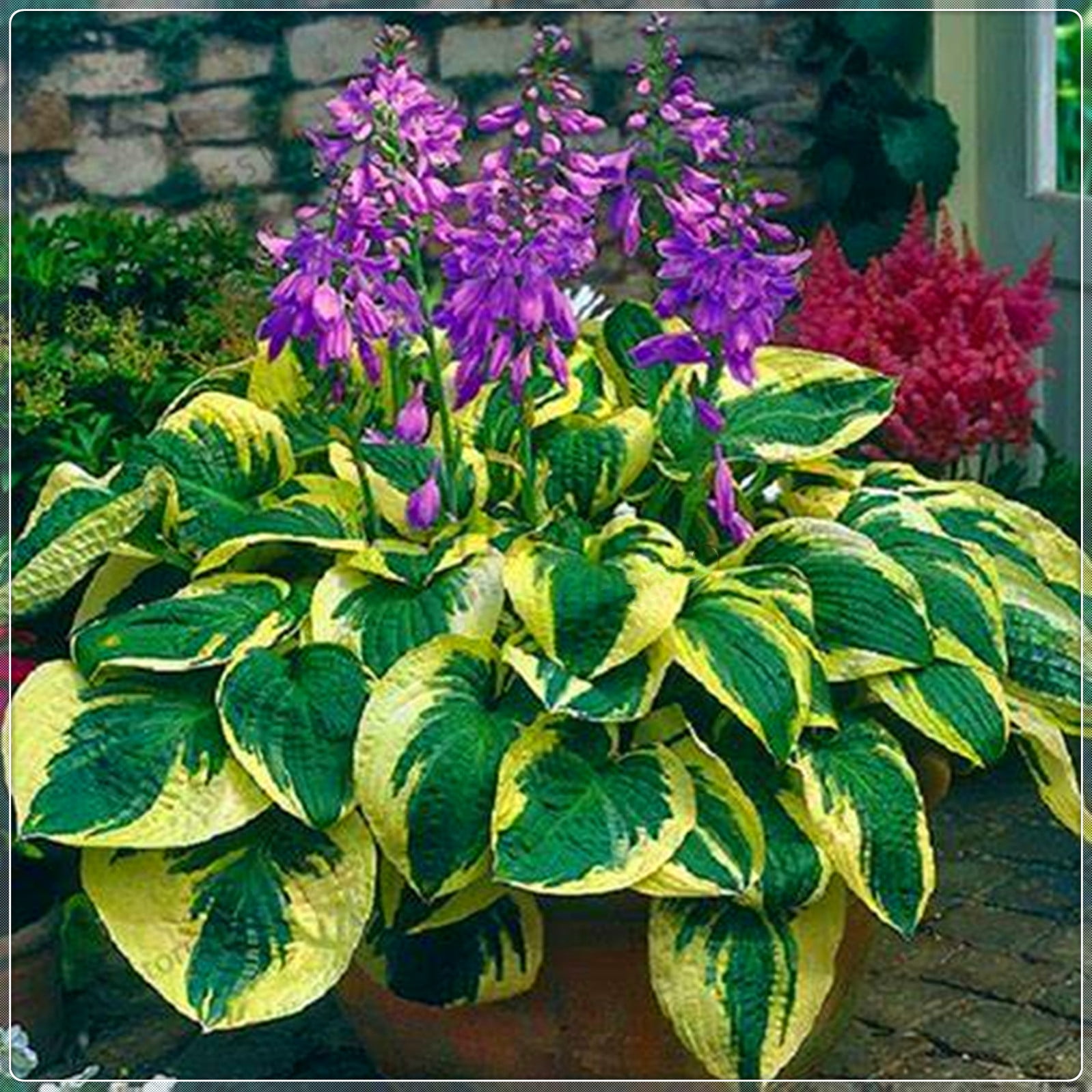 Hosta Bulbs, Rare Hosta, Ground Cover Plants, Potted Plants, Four