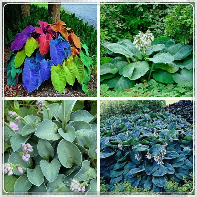Hosta Bulbs, Rare Hosta, Ground Cover Plants, Potted Plants, Hostas ...