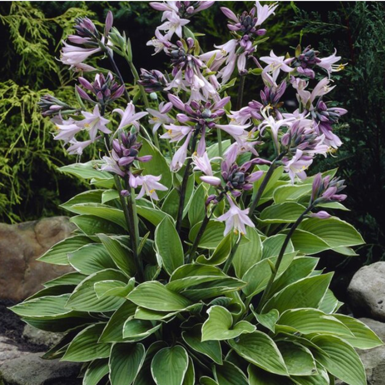 Hosta Bulbs, Rare Hosta, Ground Cover,Potted Plant,Cold And Shade
