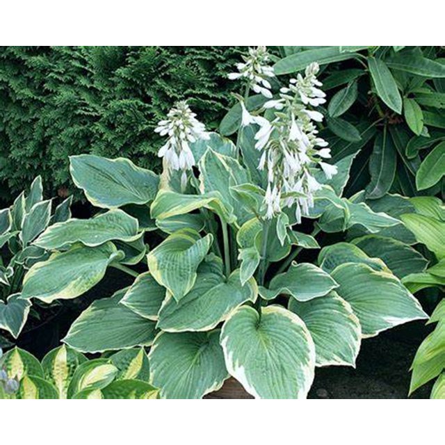 Hosta Bulbs, Rare Hosta, Ground Cover,Potted Plant,Cold And Shade