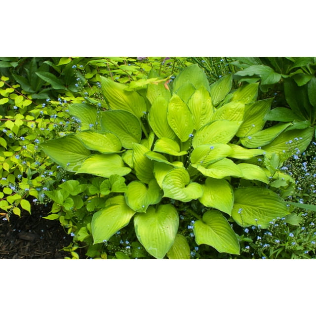 Hosta Bulbs, Rare Hosta, Ground Cover,Potted Plant,Cold And Shade