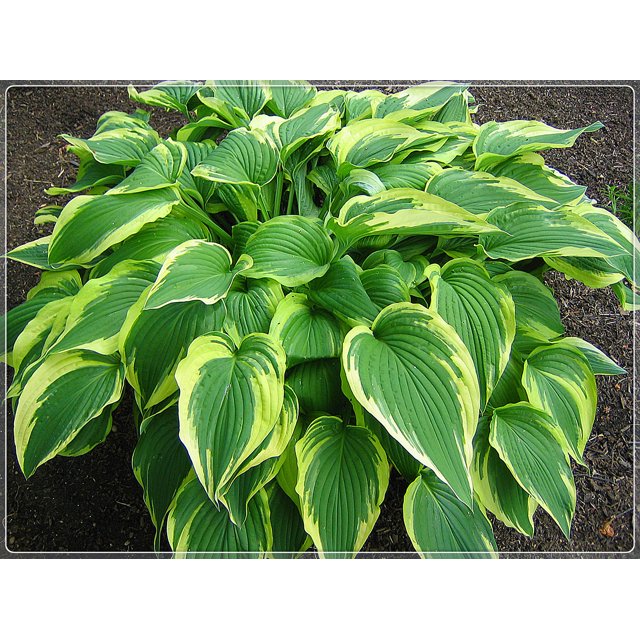 Hosta Bulbs, Rare Hosta, Ground Cover,Potted Plant,Hostas Rhizomes，Cold