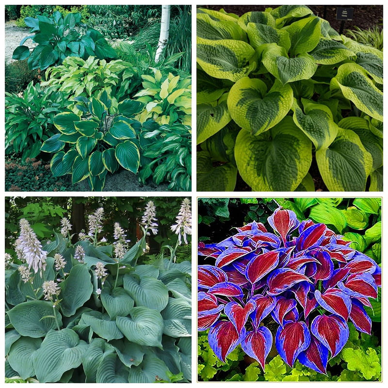 Hosta Bulbs, Rare Hosta, Ground Cover,Potted Plant,Hostas Rhizomes，Cold