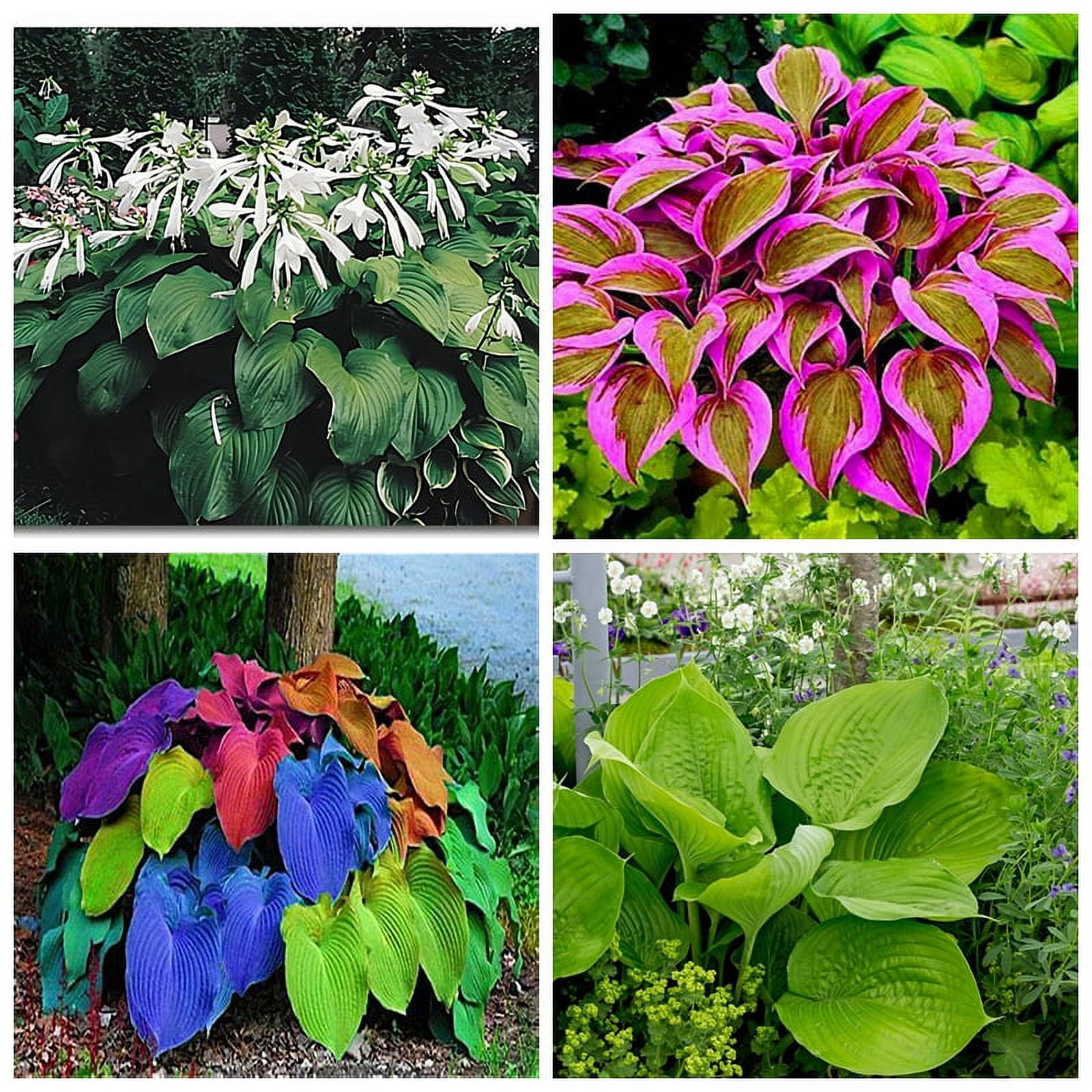 Hosta Bulbs, Rare Hosta, Ground Cover,Potted Plant,Hostas Rhizomes，Cold