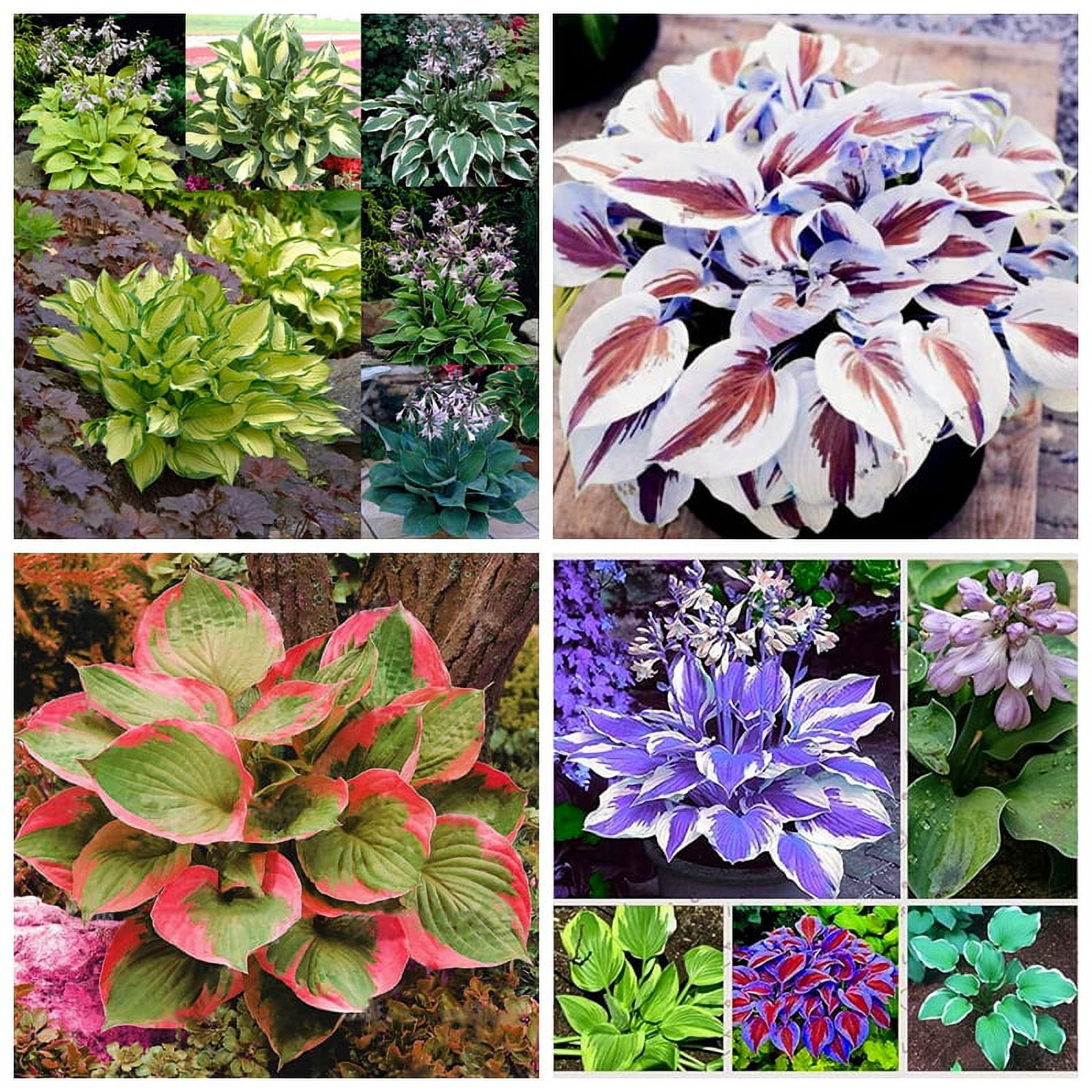 Hosta Bulbs, Rare Hosta, Ground Cover,Potted Plant,Hostas Rhizomes，Cold