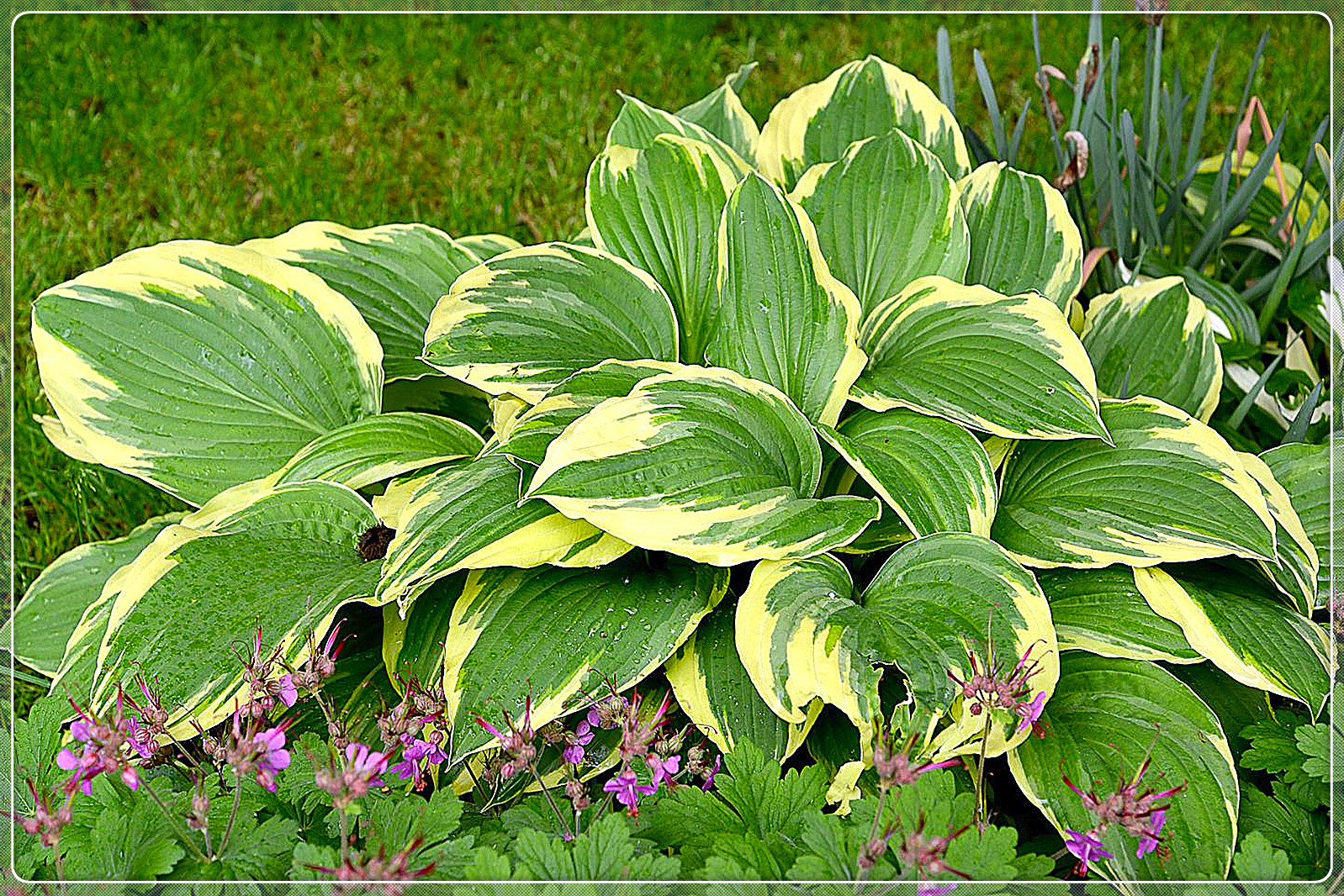 Hosta Bulbs, Rare Hosta, Ground Cover, Potted Plants,Cold And Shade
