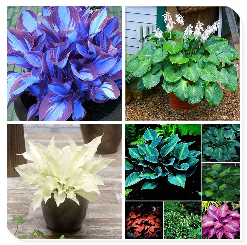 Hosta Bulbs, Rare Hosta, Hostas Rhizomes，Cold And Shade Tolerant