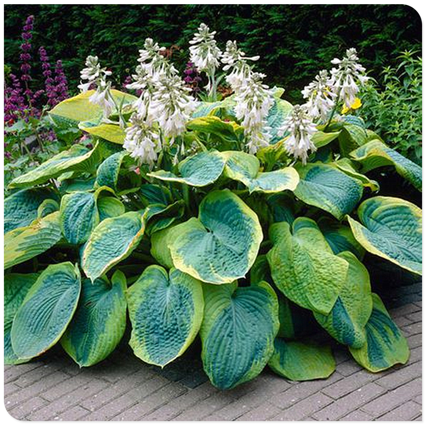 Hosta Bulbs, Rare Hosta, Hostas Rhizomes，Cold And Shade Tolerant